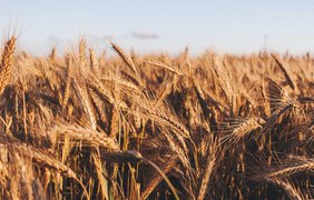 Польща сподівається, що з 1 квітня транзит українського зерна буде припинено