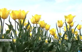 На Буковині розквітло найбільше тюльпанове поле