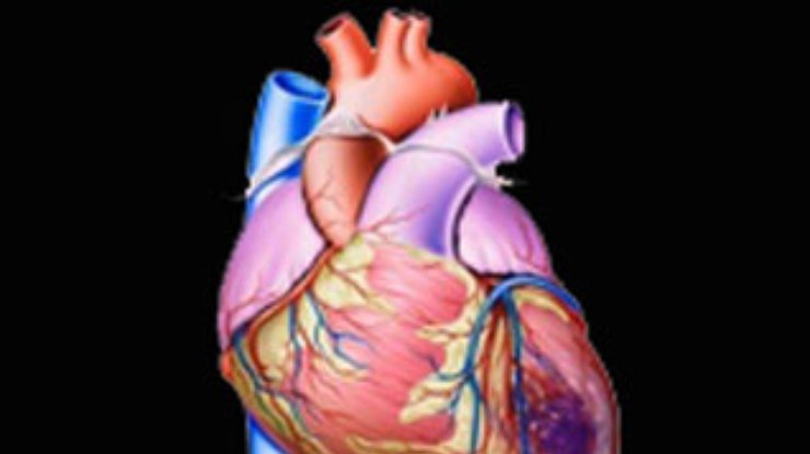 Стволовые клетки способны восстановить сердце после инфаркта