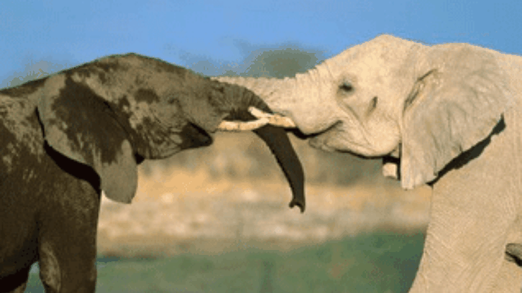 Одинокий слон украл себе невесту из цирка